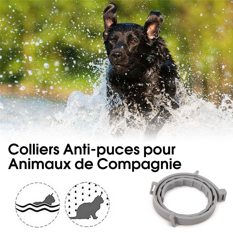 Colliers Réglables Anti-puces pour Animaux de Compagnie